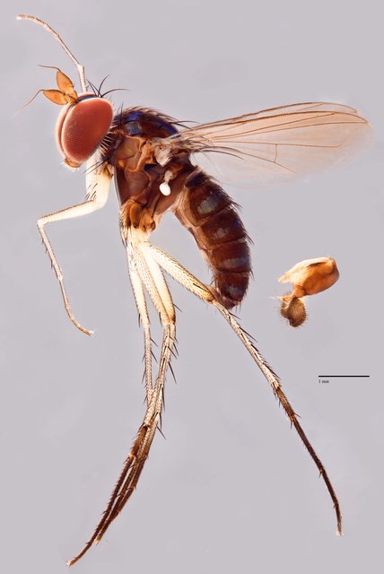 Paraclius crassatus