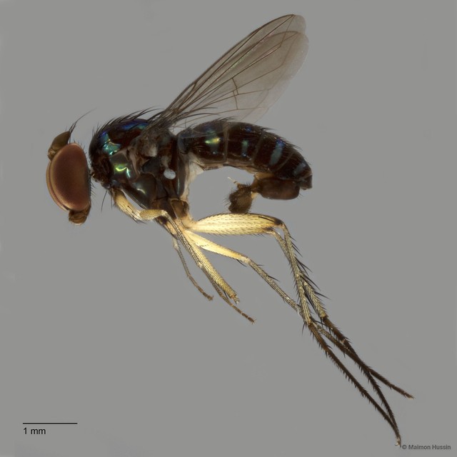 Paraclius crassatus • © Maimon Hussin • All Rights Reserved