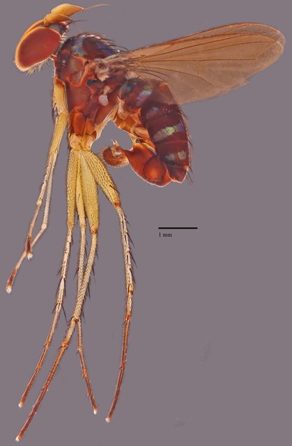 Paraclius obtus