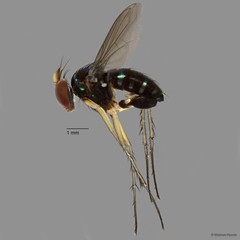 Paraclius obtus Zhang, Yang & Grootaert, 2007