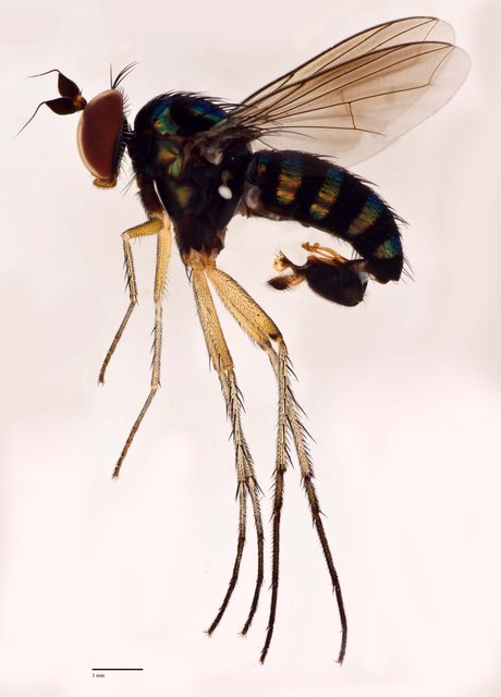 Paraclius polychaetus • © Jayanthi Puniamoorthy • All Rights Reserved