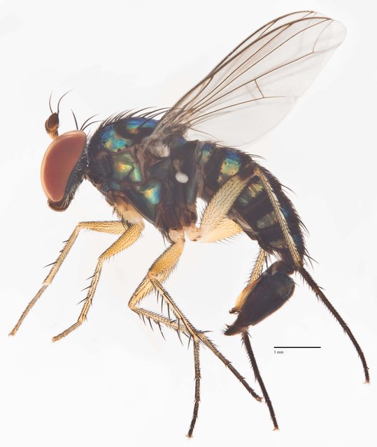 Paraclius serratus • © Jayanthi Puniamoorthy • All Rights Reserved