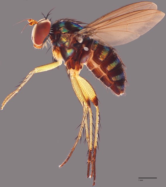 Paraclius singaporensis