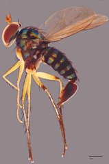 Paraclius singaporensis • © Jayanthi Puniamoorthy • All Rights Reserved