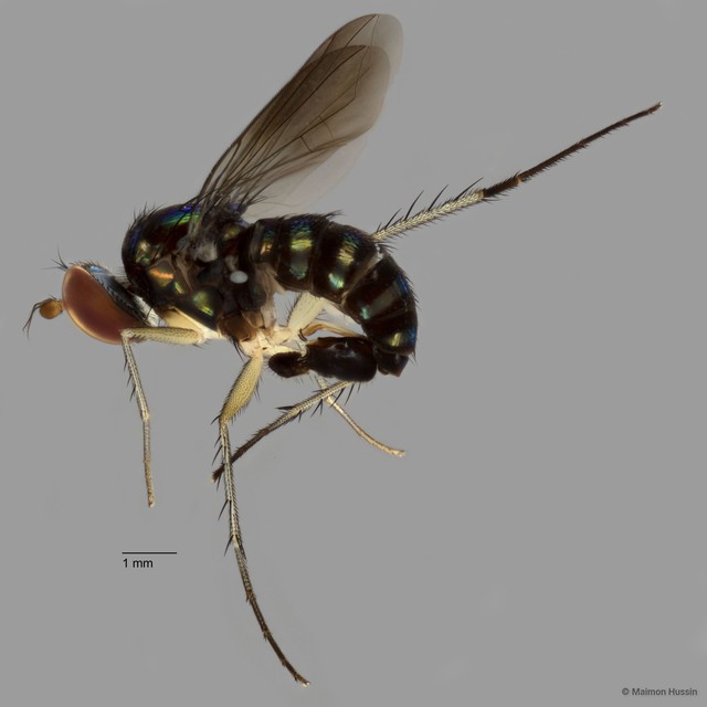 Paraclius singaporensis • © Maimon Hussin • All Rights Reserved