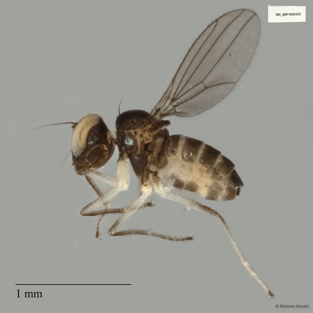 Phacaspis mitis