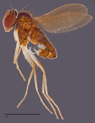 Phacaspis ornata • © Jayanthi Puniamoorthy • All Rights Reserved
