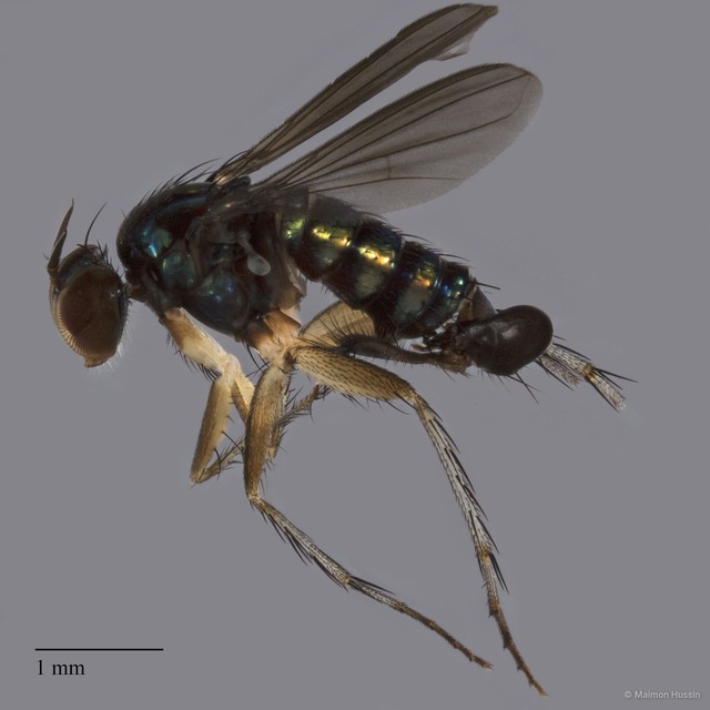 Physopyga sp. "longicauda 1" • © Maimon Hussin • All Rights Reserved