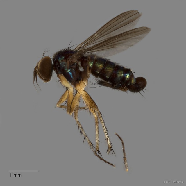 Physopyga sp. "longicauda 2" • © Maimon Hussin • All Rights Reserved