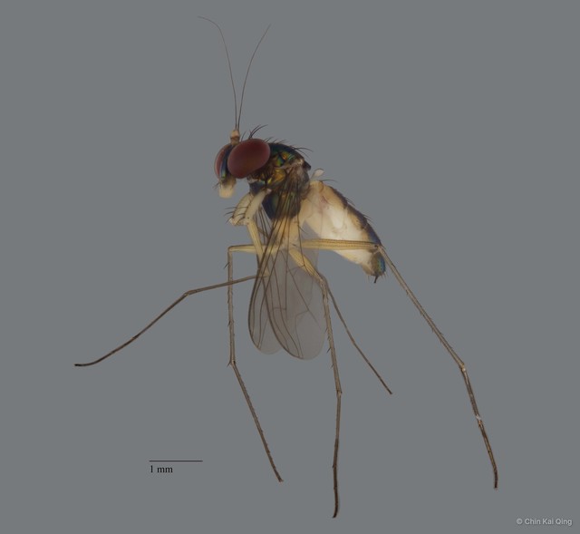 Plagiozopelma sp. "1" • © Chin Kai Qing • All Rights Reserved
