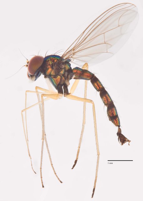 Plagiozopelma sp. "Ma4855" • © Jayanthi Puniamoorthy • All Rights Reserved