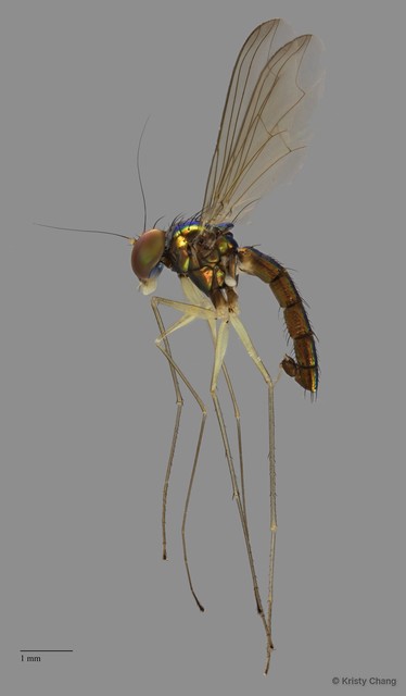 Plagiozopelma sp. "midcoxa brown" • © Kristy Chang • All Rights Reserved