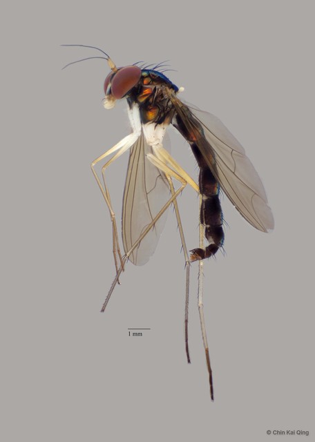 Plagiozopelma sp. "Si492" • © Chin Kai Qing • All Rights Reserved