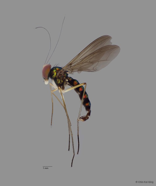 Plagiozopelma alutiferum • © Chin Kai Qing • All Rights Reserved