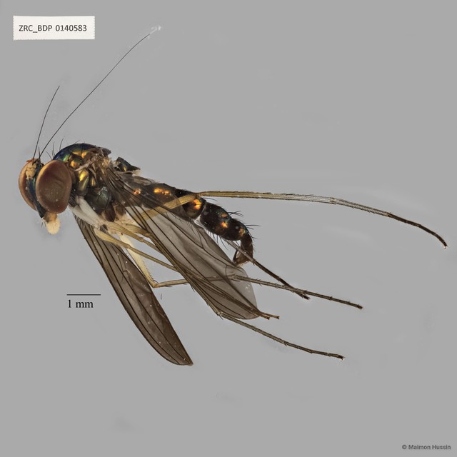 Plagiozopelma alutiferum