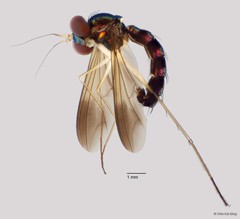 Plagiozopelma lichtwardti (Enderlein, 1912)