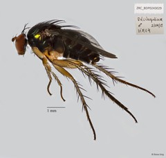 Pseudohercostomus singaporensis • © Rene Ong • All Rights Reserved