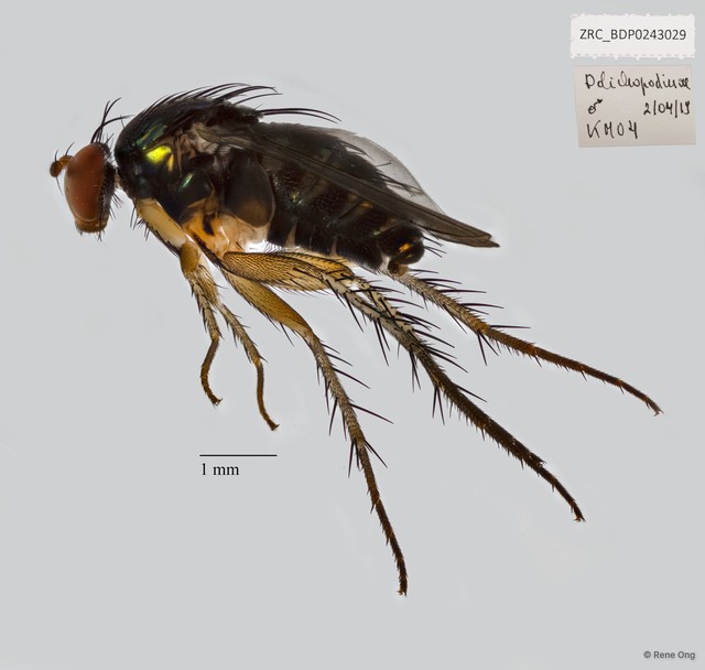 Pseudohercostomus singaporensis • © Rene Ong • All Rights Reserved