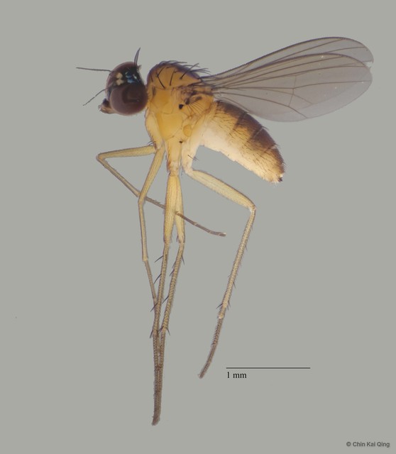Sympycnus sp. "1" • © Chin Kai Qing • All Rights Reserved