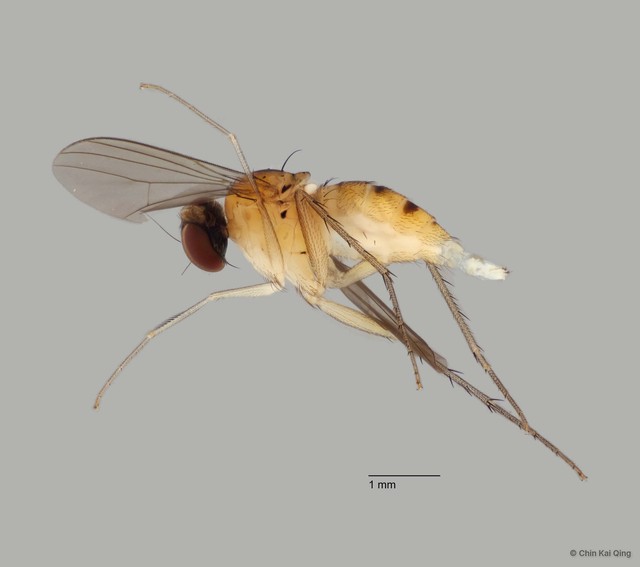 Sympycnus sp. "4" • © Chin Kai Qing • All Rights Reserved