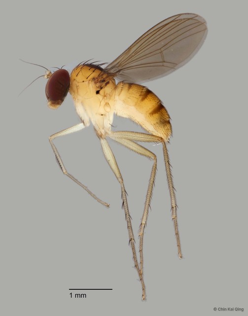 Sympycnus sp. "5" • © Chin Kai Qing • All Rights Reserved