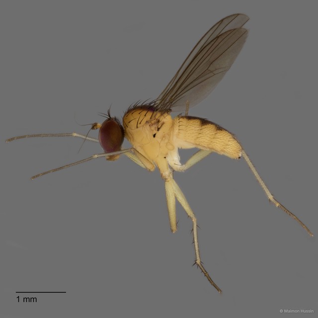 Sympycnus sp. "8" • © Maimon Hussin • All Rights Reserved
