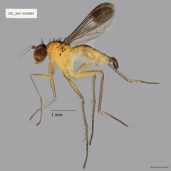 Sympycnus sp. "8" • © Maimon Hussin • All Rights Reserved