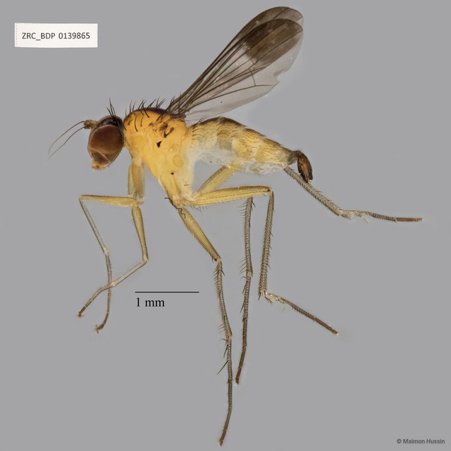 Sympycnus sp. "8"