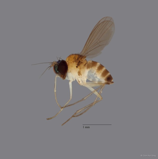 Sympycnus sp. "long pedicel" • © Chin Kai Qing • All Rights Reserved