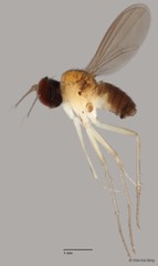 Sympycnus sp. "long pedicel" • © Chin Kai Qing • All Rights Reserved