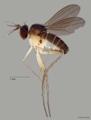 Sympycnus sp. "long pp 1"