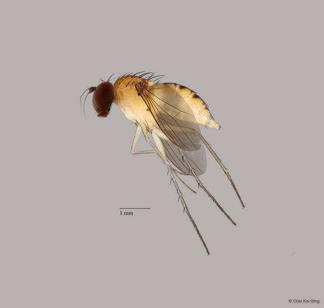 Sympycnus sp. "stripe on meso" • © Chin Kai Qing • All Rights Reserved