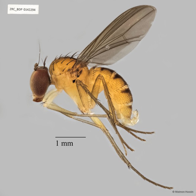 Sympycnus sp. "stripe on meso"