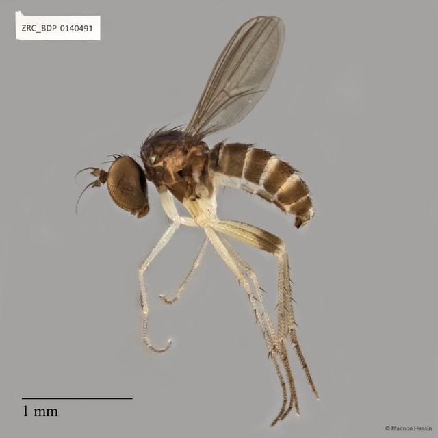 Sympycnus sp. "ZRCBDP0005974" • © Maimon Hussin • All Rights Reserved