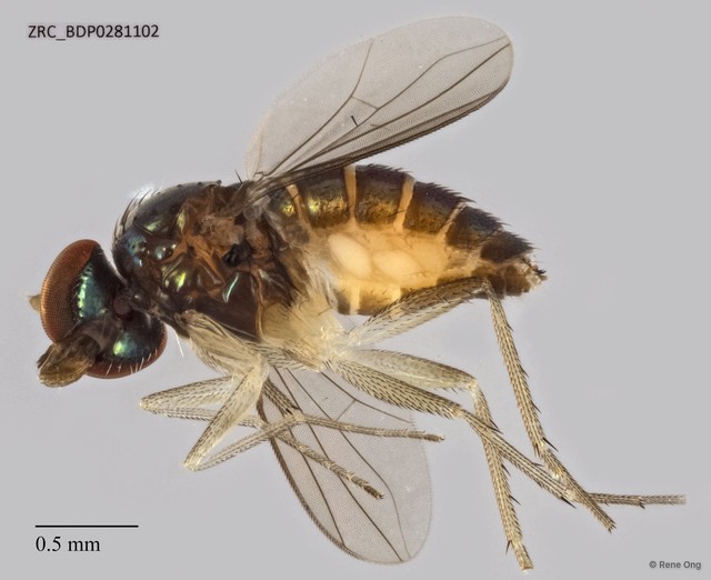 Systenus sp. "87d1360a" • © Rene Ong • All Rights Reserved