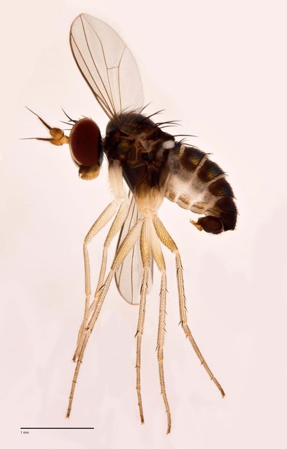Systenus sp. "Ma5268" • © Jayanthi Puniamoorthy • All Rights Reserved