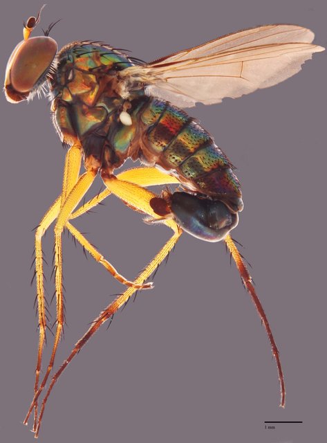 Tachytrechus tessellatus