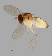 Teuchophorus sp. "2"