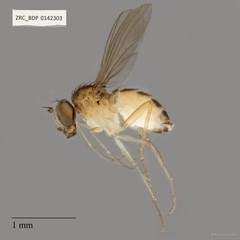 Teuchophorus sp. "2" • © Maimon Hussin • All Rights Reserved