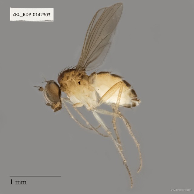 Teuchophorus sp. "2"