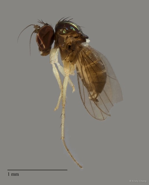 Teuchophorus sp. "e91b8521" • © Kristy Chang • All Rights Reserved