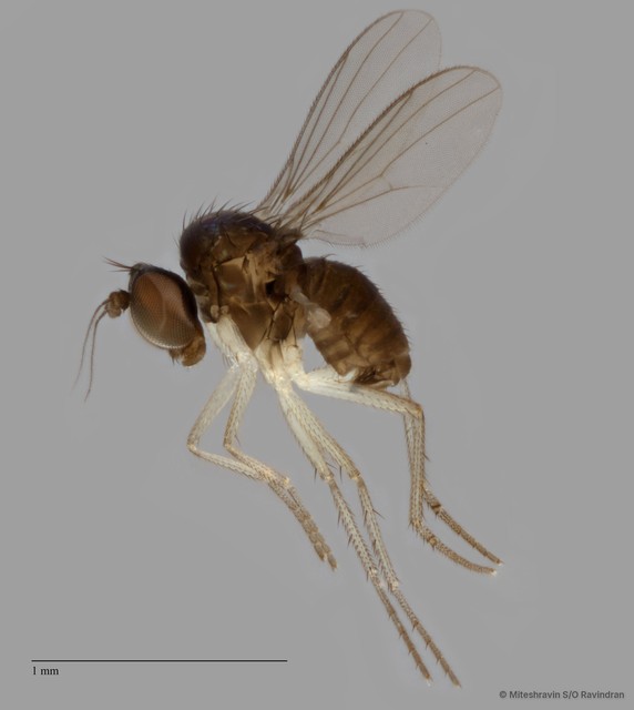 Teuchophorus sp. "limosus 1" • © Miteshravin S/O Ravindran • All Rights Reserved