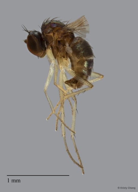 Teuchophorus sp. "wingdamaged" • © Kristy Chang • All Rights Reserved