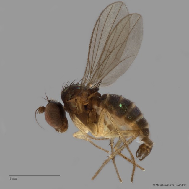 Teuchophorus sp. "ZRCBDP0084149" • © Miteshravin S/O Ravindran • All Rights Reserved