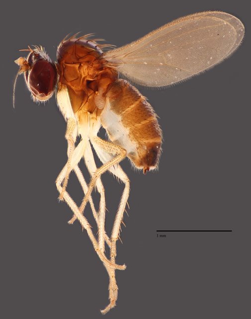 Teuchophorus krabiensis