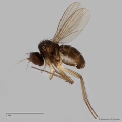 Teuchophorus tiomanensis Grootaert, 2006