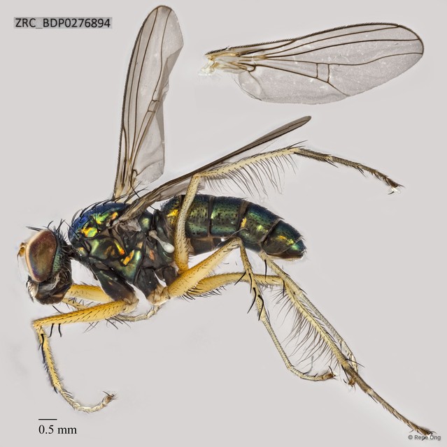 Thinophilus sp. "a" • © Rene Ong • All Rights Reserved