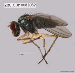 Thinophilus sp. "ZRCBDP0082082" • © Villanueva Jeremie Gonzales • All Rights Reserved