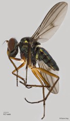 Thinophilus sp. "ZRCBDP0082082" • © Rene Ong • All Rights Reserved