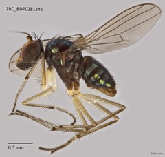 Thinophilus apicatus • © Rene Ong • All Rights Reserved